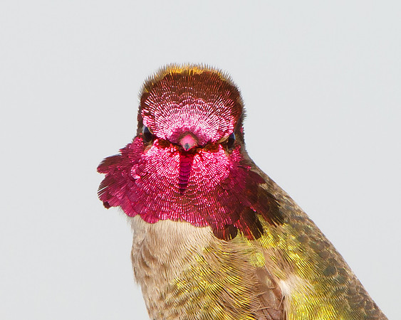 Anna's Hummingbird