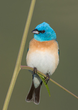 Lazuli Bunting