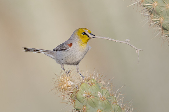 Verdin, with nest material