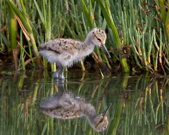 American Avocet, chick