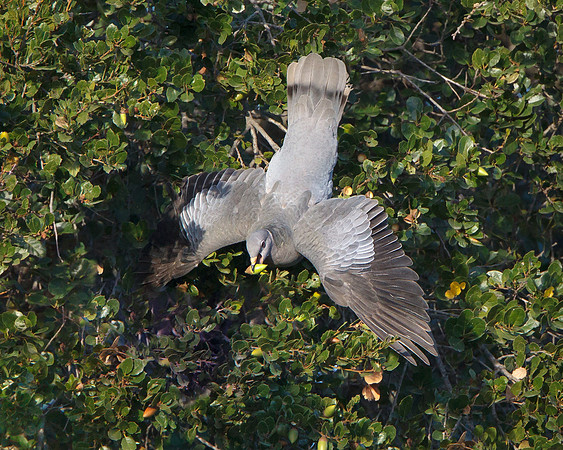 Band-tailed Pigeon, with acorn