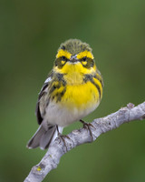 Townsend's Warbler