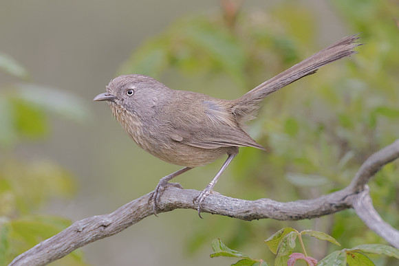 Wrentit