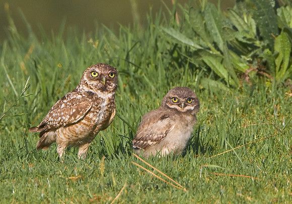 Burrowing Owl, adult and chick