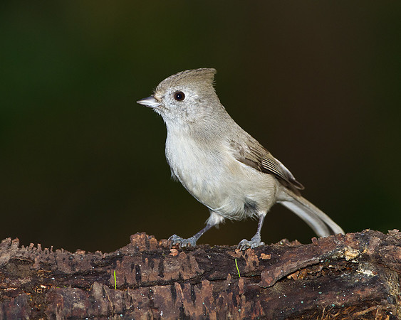 Oak Titmouse