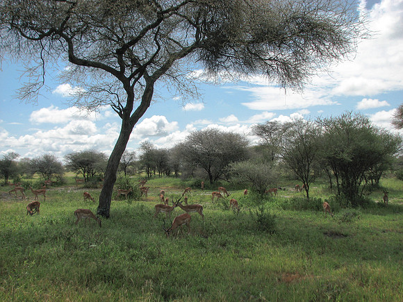 Impalas