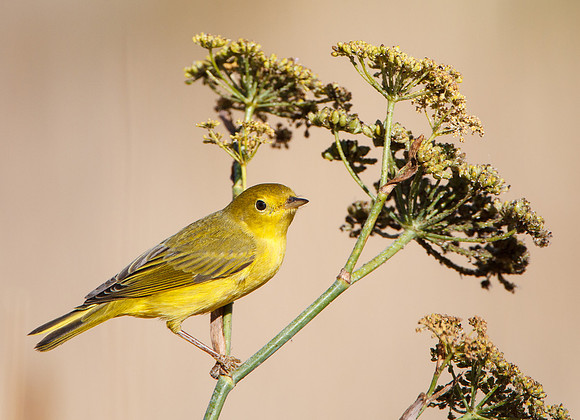 Yellow Warbler