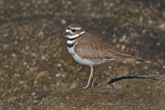 Killdeer
