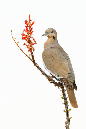 White-winged Dove