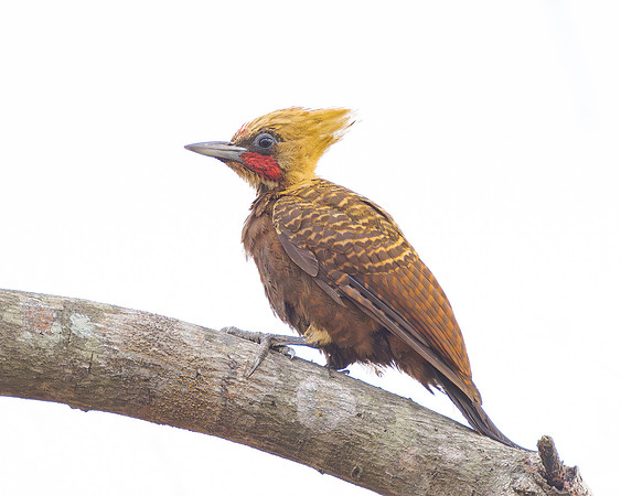 Pale-crested Woodpecker