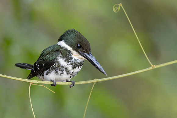 Green Kingfisher, female