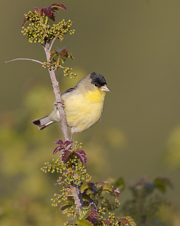 Lesser Goldfinch