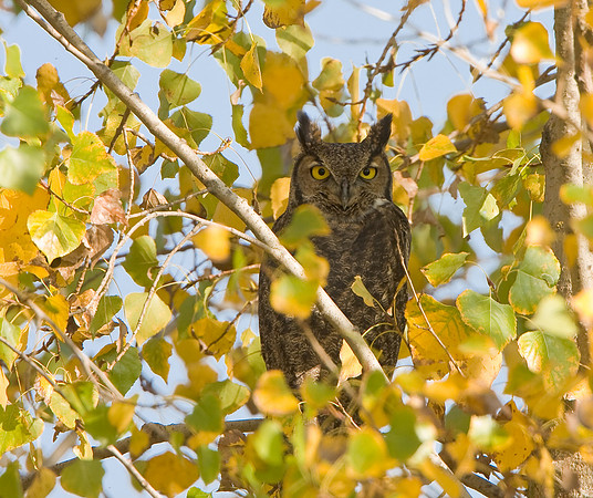 Great Horned Owl
