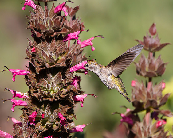 Anna's Hummingbird