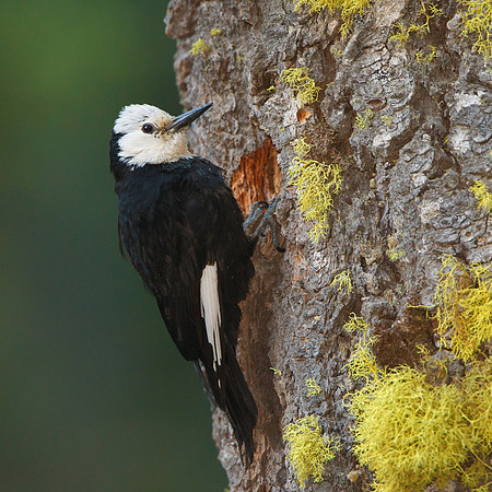 White-headed Woodpecker, female at nest