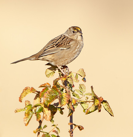 Golden-crowned Sparrow