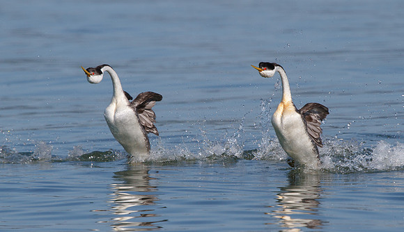 Western Grebes, "rushing" courtship display