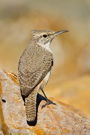 Rock Wren
