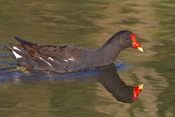 Common Gallinule