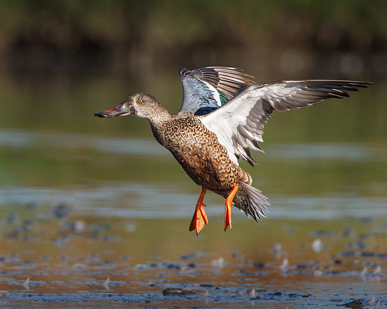 Northern Shoveler, female landing