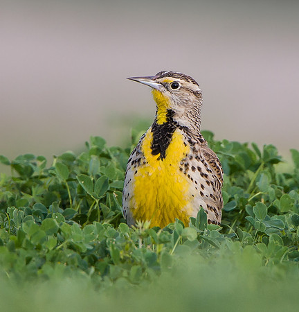 Western Meadowlark