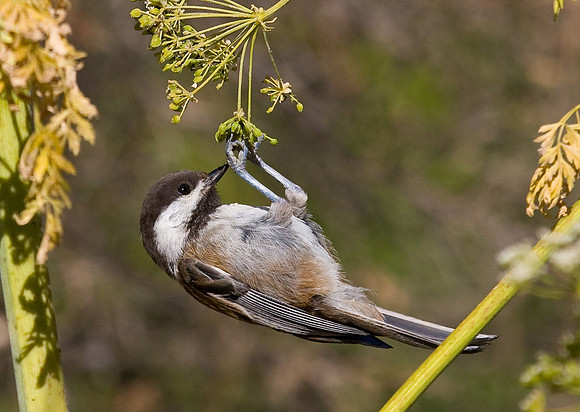 Chestnut-backed Chickadee
