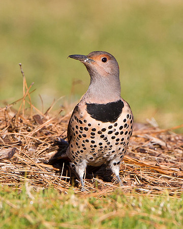 Northern Flicker (intergrade)