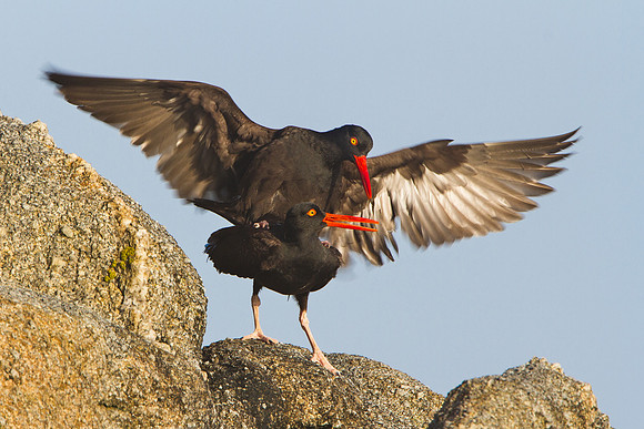 Black Oystercatchers, mating