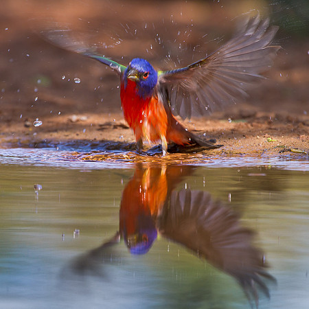 Painted Bunting
