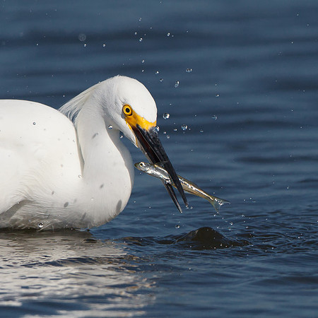 Snowy Egret