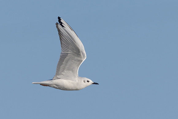 Bonaparte's Gull