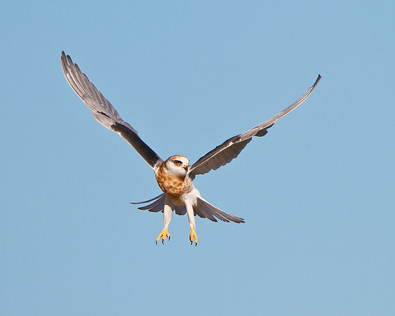 White-tailed Kite, juvenile