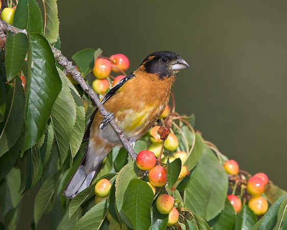 Black-headed Grosbeak