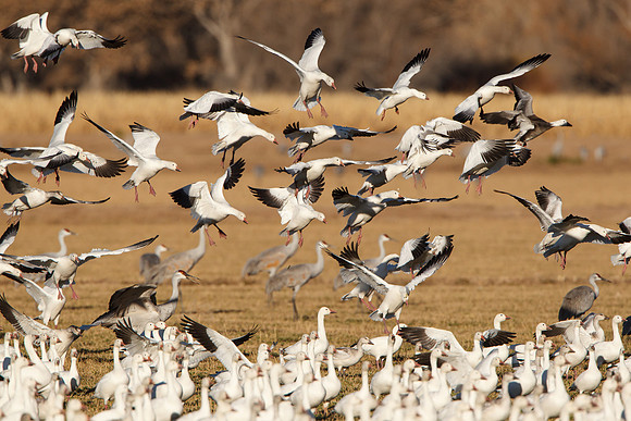 Snow Geese