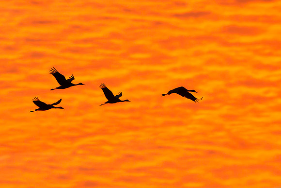 Sandhill Cranes flying across dramatic sunset