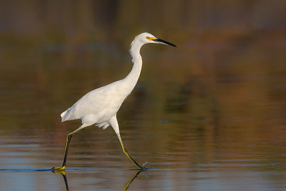 Snowy Egret