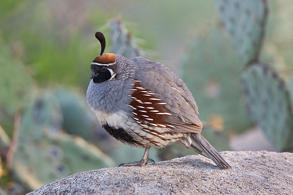 Gambel's Quail