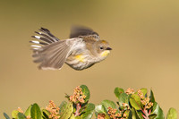 Yellow-rumped Warbler in flight