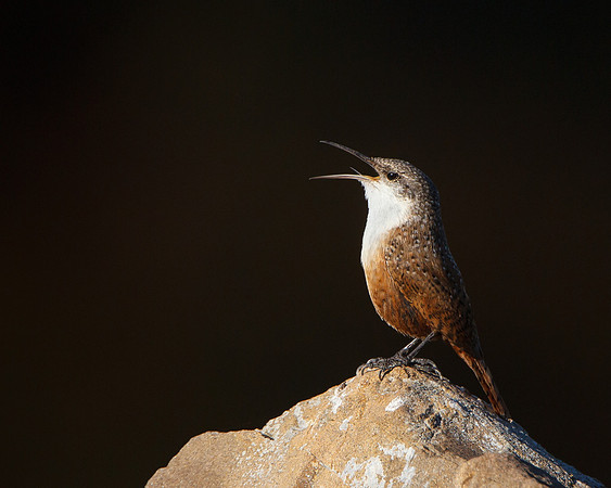 Canyon Wren