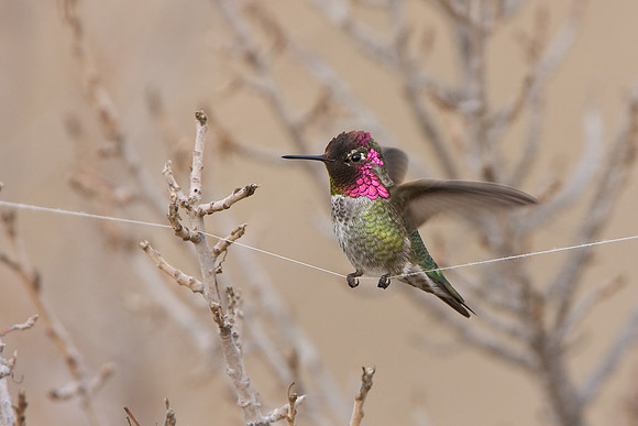 Anna's Hummingbird, perched on kite string