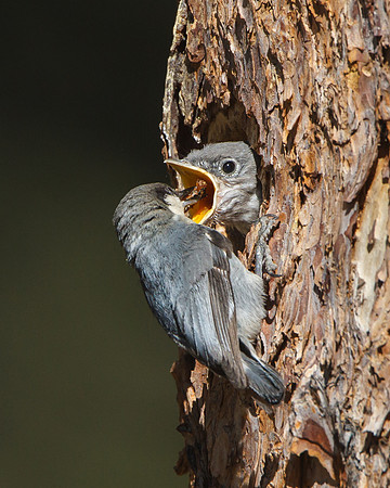 Pygmy Nuthatch, feeding Mountain Bluebird chick