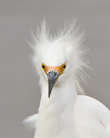 Snowy Egret