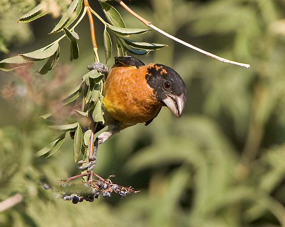 Black-headed Grosbeak
