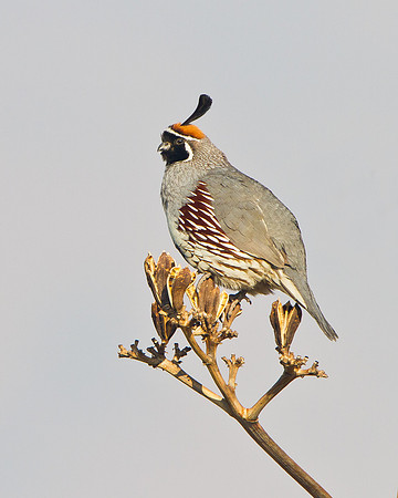 Gambel's Quail