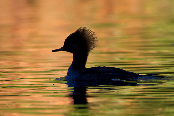 Silhouette of female Hooded Merganser