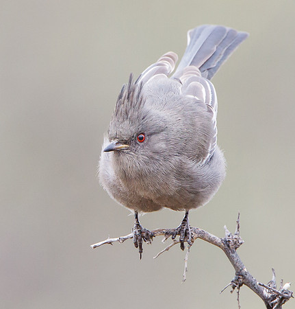 Phainopepla, female