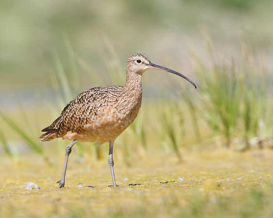 Long-billed Curlew