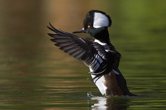 Hooded Merganser, male, wing-flap