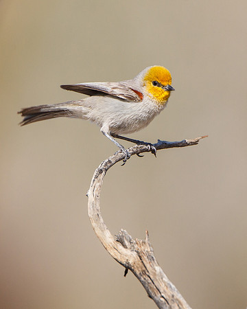 Verdin