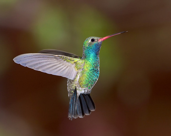 Broad-billed Hummingbird